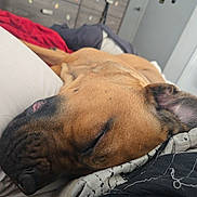 Fenris joined the competition — help win amazing prizes! bed, blanket, brown, calm, canine, closeup, comfort, cozy, dog, domestic, dresser, ear, fur, furniture, indoor, pet, relaxation, resting, sleeping, snout
