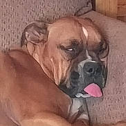 Gus joined the competition — help win amazing prizes! dog, sleepy, tongue_out, couch, brown_dog, pet, indoor, relaxing, animal, canine, resting, close_up, furniture, cute, domestic_animal, companion, lazy, funny_face, household, portrait