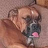 dog, sleepy, tongue_out, couch, brown_dog, pet, indoor, relaxing, animal, canine, resting, close_up, furniture, cute, domestic_animal, companion, lazy, funny_face, household, portrait