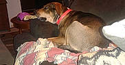 Andy joined the competition — help win amazing prizes! dog, couch, blanket, indoor, furniture, collar, pet, living_room, table, chair, household_items, carpet, pillow, relaxing, brown_dog, striped_blanket, domestic, cozy, resting, red_collar