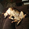 Andy is registered to the contest to win money with this photo: dog, couch, brown, relaxed, sleeping, pet, indoor, canine, collar, fur, paw, tail, comfortable, resting, home, furniture, domestic, animal, laying, nap