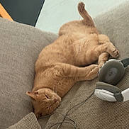 Noisette participe au concours pour gagner de l'argent avec cette photo : cat, orange_cat, sleeping, couch, headphones, indoor, cozy, pet, relaxed, feline, paw, ear, fur, resting, comfort, home, animal, cute, nap, cord