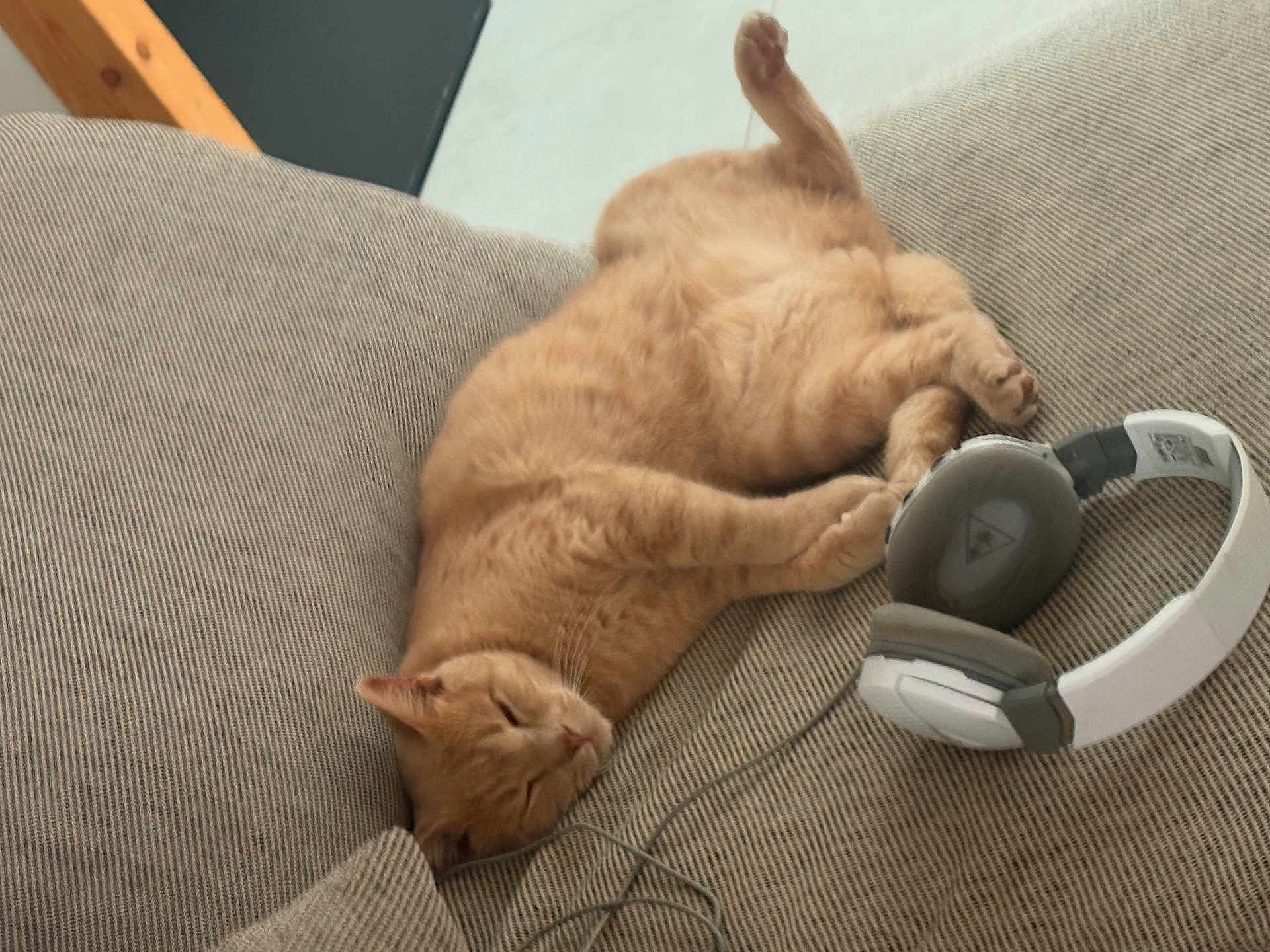 Noisette participe au concours pour gagner de l'argent avec cette photo : cat, orange_cat, sleeping, couch, headphones, indoor, cozy, pet, relaxed, feline, paw, ear, fur, resting, comfort, home, animal, cute, nap, cord