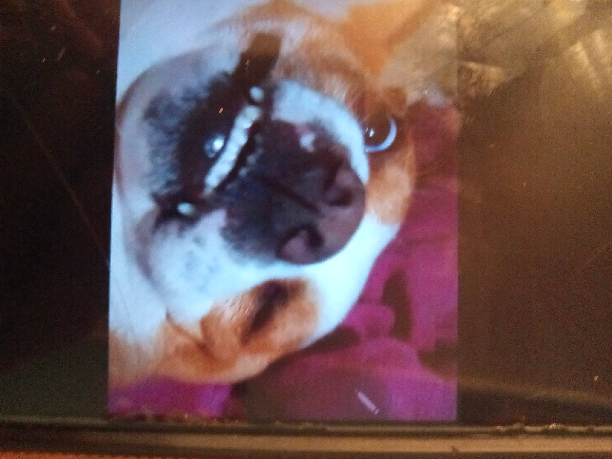 Rebel joined the competition — help win amazing prizes! boston_terrier, canidae, carnivore, companion_dog, display_device, dog, dog_breed, ear, fawn, liver, magenta, multimedia, room, snout, sporting_group, square, tints_and_shades, toy_dog, whiskers, working_animal