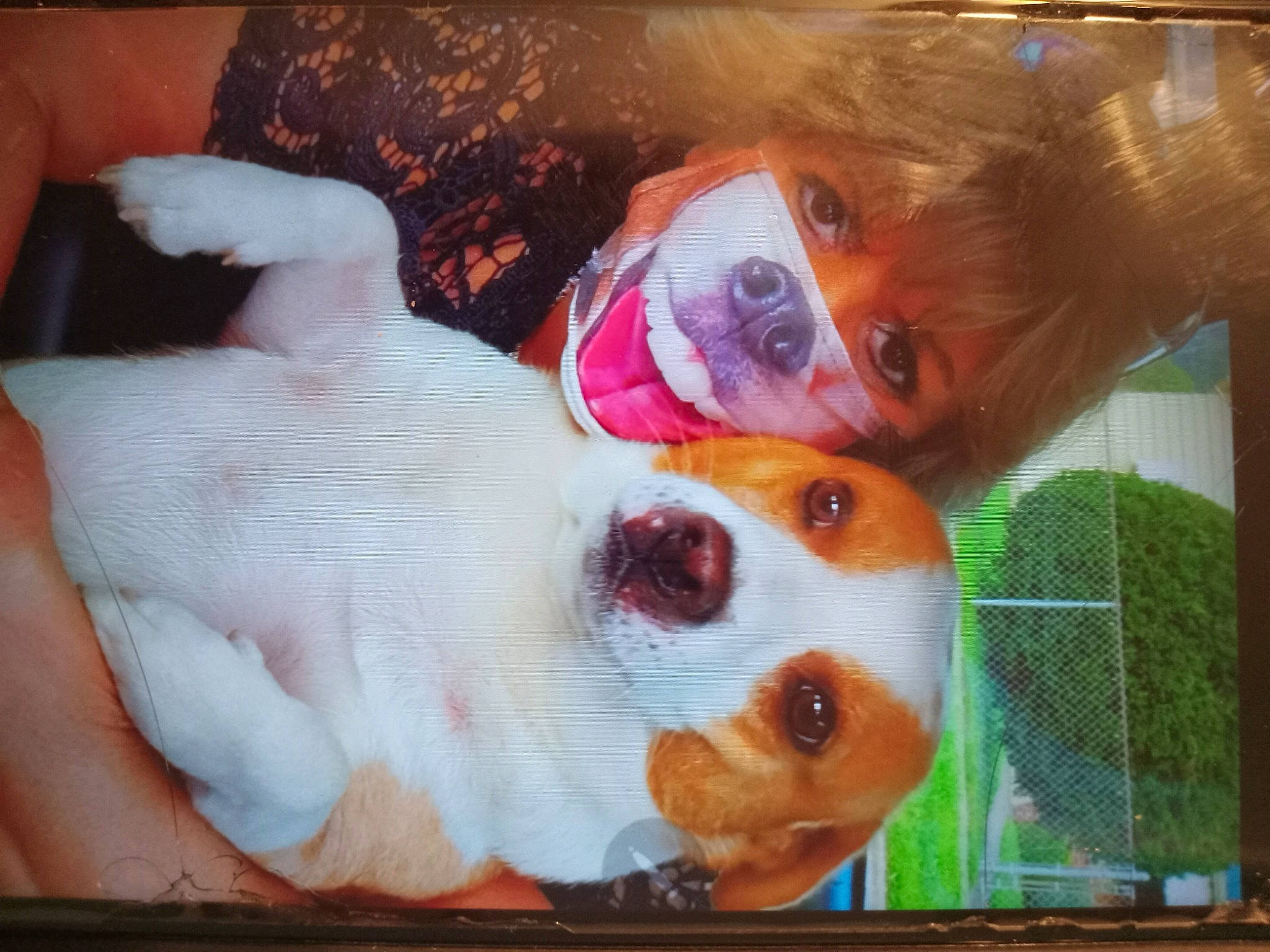 Rebel joined the competition — help win amazing prizes! canidae, carnivore, companion_dog, dog, dog_breed, ear, fawn, flesh, fur, mammal, nose, paw, selfie, snout, sporting_group, stuffed_toy, sunglasses, vertebrate, whiskers, window