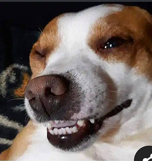 Rebel is registered to the contest to win money with this photo: canidae, carnivore, collar, companion_dog, dog, dog_breed, dog_collar, ear, fawn, fur, giant_dog_breed, hunting_dog, paw, photo_caption, puppy, puppy_love, sporting_group, vertebrate, whiskers, working_animal