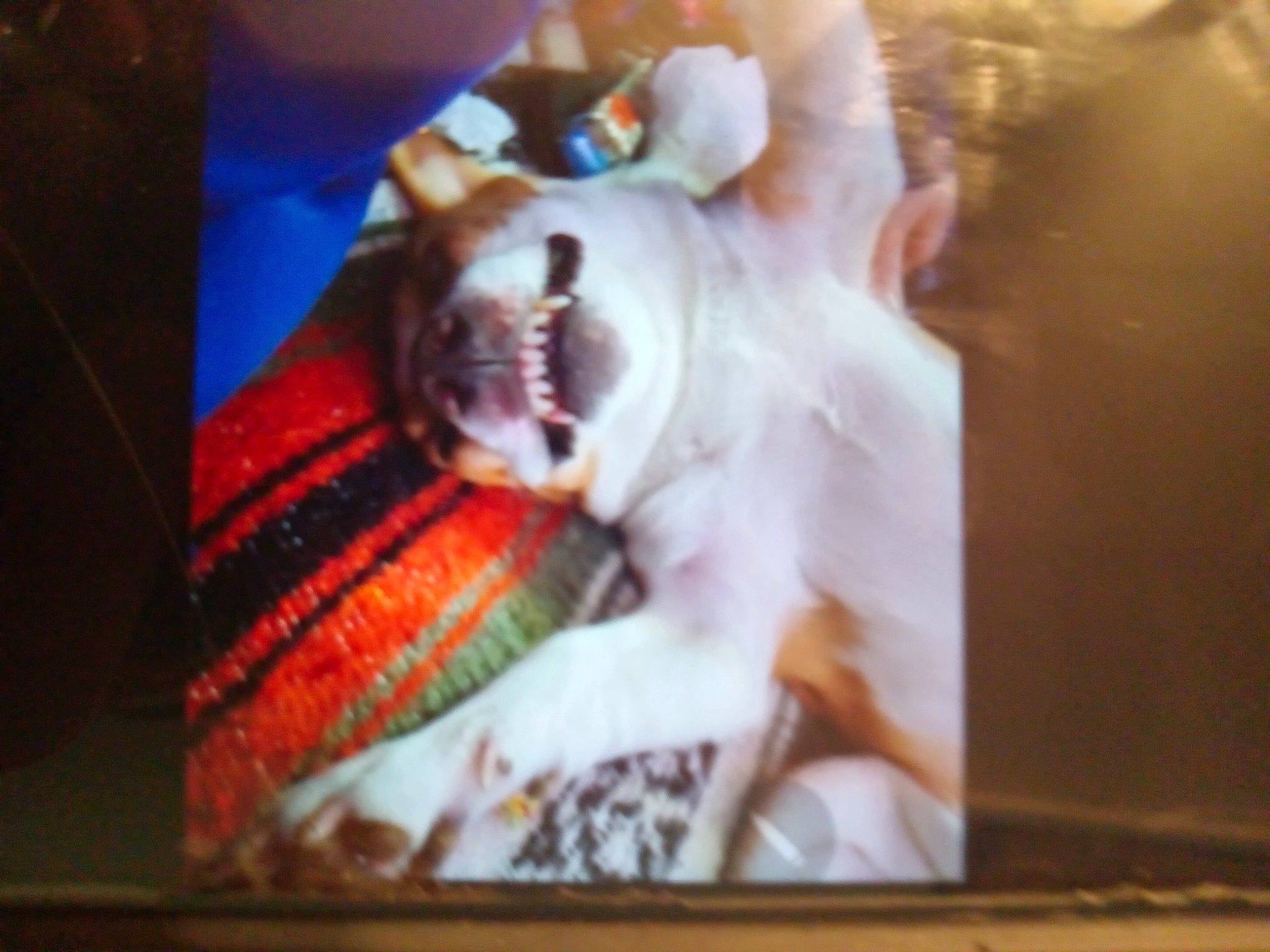 Rebel joined the competition — help win amazing prizes! canidae, carnivore, companion_dog, display_device, dog, dog_breed, ear, fawn, felidae, flesh, fur, happy, rectangle, room, snout, sporting_group, tail, toy_dog, visual_arts, whiskers