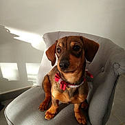 Merveille participe au concours pour gagner de l'argent avec cette photo : canidae, carnivore, companion_dog, dachshund, dog, dog_breed, ear, fawn, mammal, puppy, snout