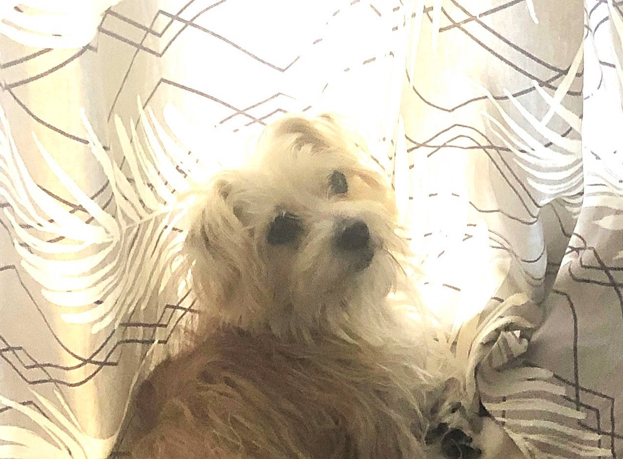 Pacha participe au concours pour gagner de l'argent avec cette photo : canidae, carnivore, companion_dog, dog, dog_breed, event, fawn, fur, maltepoo, pattern, plant, small_terrier, snout, sporting_group, terrestrial_animal, terrier, toy_dog, twig, whiskers, working_animal