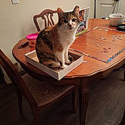 Galilea is registered to the contest to win money with this photo: box, calico_cat, cat, chair, container, cup, curious, domestic_animal, door, feline, home, indoor, pet, puzzle, puzzle_pieces, sitting, tabletop, wall, wood_floor, wooden_table