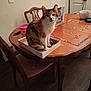 box, calico_cat, cat, chair, container, cup, curious, domestic_animal, door, feline, home, indoor, pet, puzzle, puzzle_pieces, sitting, tabletop, wall, wood_floor, wooden_table