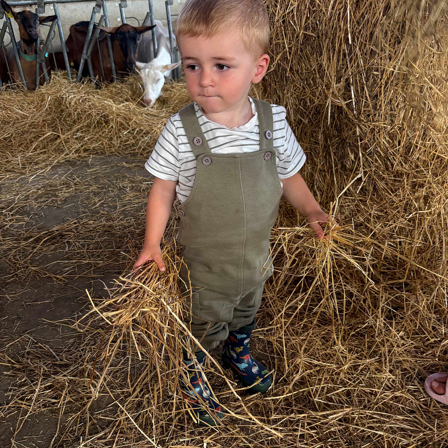 Jules participe au concours pour gagner de l'argent avec cette photo : animal, barn, boots, child, curious, farm, fence, goat, hay, indoor, kid, livestock, nature, overalls, playing, rural, standing, straw, striped_shirt, young_child