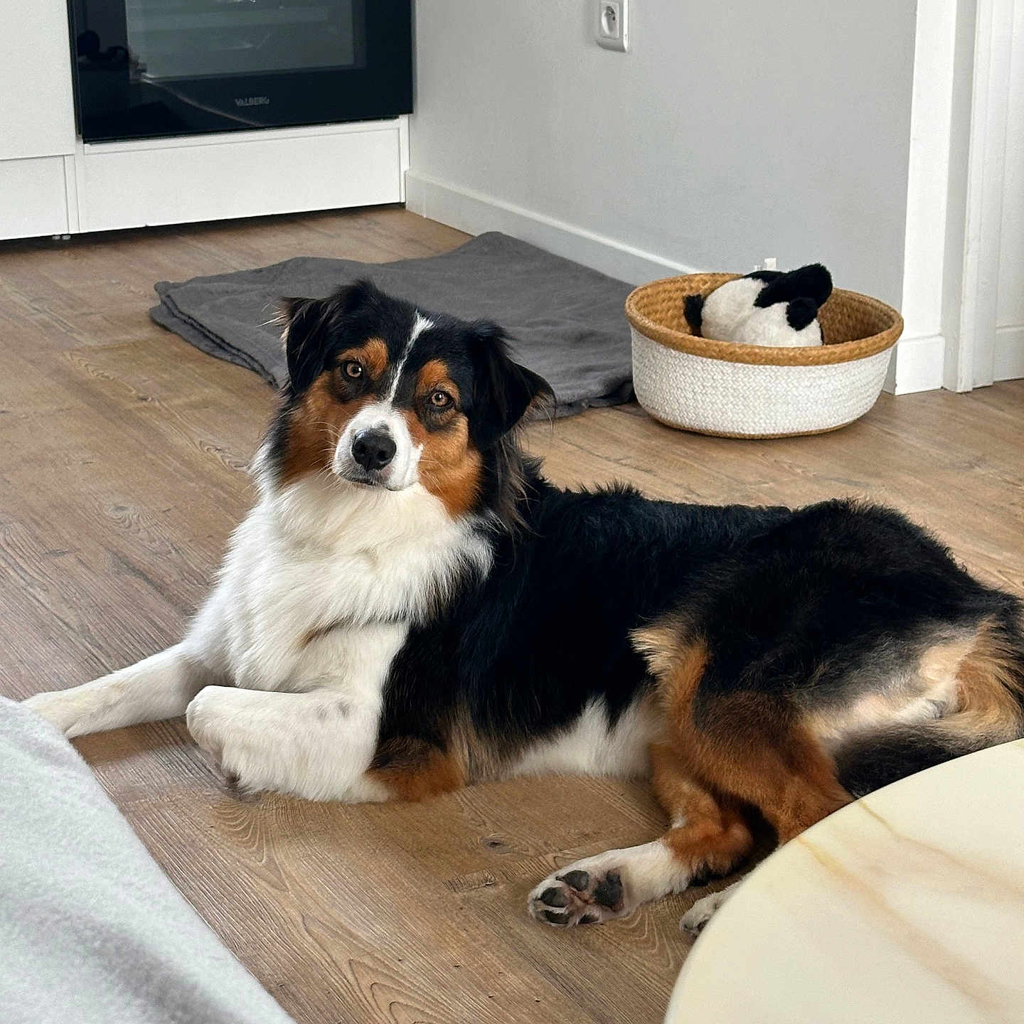 Taïga participe au concours pour gagner de l'argent avec cette photo : animal, canine, curious, dog, ears, eyes, fur, home, indoor, kitchen, laying_down, modern, nose, paw, pet_bed, quiet, relaxed, stuffed_toy, tricolor, wooden_floor