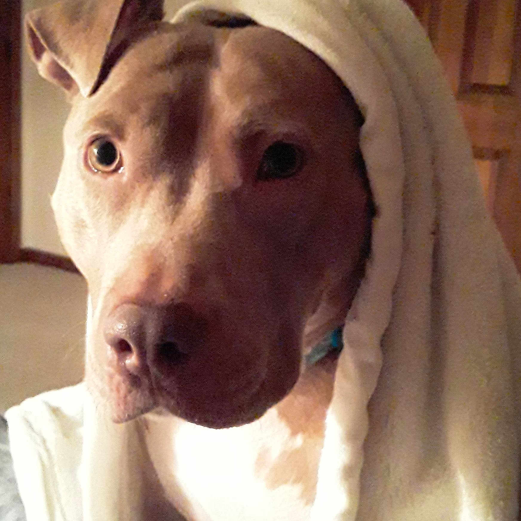 Ginger Enyart is registered to the contest to win money with this photo: animal, blanket, bulldog, canine, dog, face, head, homedecor, hound, labradorretriever, linen, person, pet, photography, pitbull, pointer, portrait, puppy, snout, towel
