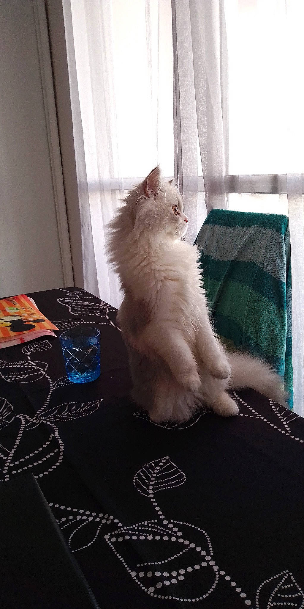 Baloo participe au concours pour gagner de l'argent avec cette photo : bedding, carnivore, cat, comfort, curtain, felidae, floor, flooring, fur, grey, hardwood, linens, pattern, paw, small_to_medium_sized_cats, tail, textile, whiskers, window, wood