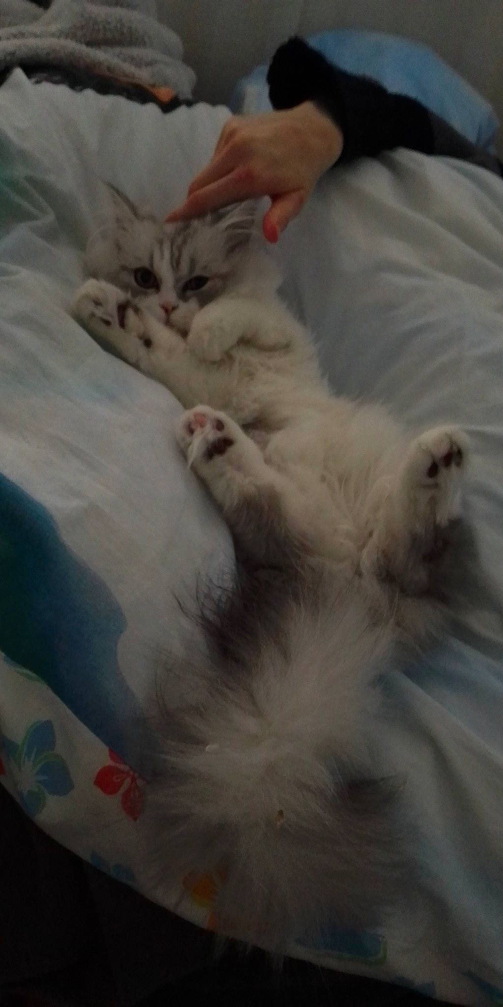 Baloo participe au concours pour gagner de l'argent avec cette photo : bed, canidae, carnivore, cat, claw, comfort, companion_dog, domestic_short_haired_cat, fawn, felidae, fur, linens, nap, paw, ragdoll, sleep, small_to_medium_sized_cats, snout, tail, whiskers