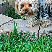 Chanel is registered to the contest to win money with this photo: 5g, animal, cute, date_display, dog, grass, green_grass, lock_screen, long_hair, nature, outdoor, pet, phone_screen, plant, small_dog, stone_border, time_display, tongue_out, verizon, yard