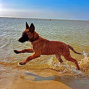 Saïka a rejoint le concours — aidez-le/la à gagner de superbes lots ! dog, water, beach, sand, splash, leaping, wet_fur, sunny, outdoor, nature, animal, playful, canine, shallow_water, blue_sky, summer, active, motion, energetic, collar