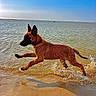 dog, water, beach, sand, splash, leaping, wet_fur, sunny, outdoor, nature, animal, playful, canine, shallow_water, blue_sky, summer, active, motion, energetic, collar