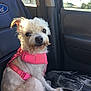 dog, small_dog, white_dog, pink_harness, car_seat, ford_logo, sunlight, pet, animal, inside_car, window, seat, curious, scruffy_fur, looking_at_camera, vehicle_interior, domestic_animal, travel, companion, pet_harness