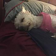 Mousey joined the competition — help win amazing prizes! dog, sleeping, white_dog, pink_harness, bed, pillow, blanket, tongue_out, indoor, cozy, resting, pet, fur, wooden_headboard, phone, charging_cable, relaxed, cute, small_dog, domestic