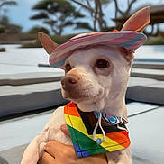 Squeakers is registered to the contest to win money with this photo: dog, small_dog, hat, bandana, rainbow_colors, pastel_colors, pet, outdoor, blurred_background, hand, holding, cute, animal, ears, white_dog, portrait, calm, sitting, accessory, daytime