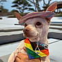 dog, small_dog, hat, bandana, rainbow_colors, pastel_colors, pet, outdoor, blurred_background, hand, holding, cute, animal, ears, white_dog, portrait, calm, sitting, accessory, daytime