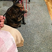 Skittles is registered to the contest to win money with this photo: animal, carpet, cat, chair, closeup, domestic, floor, furniture, hand, human, indoor, interaction, mouth_open, paw, pet, playing, string, tortoiseshell_cat, toy, vacuum_cleaner
