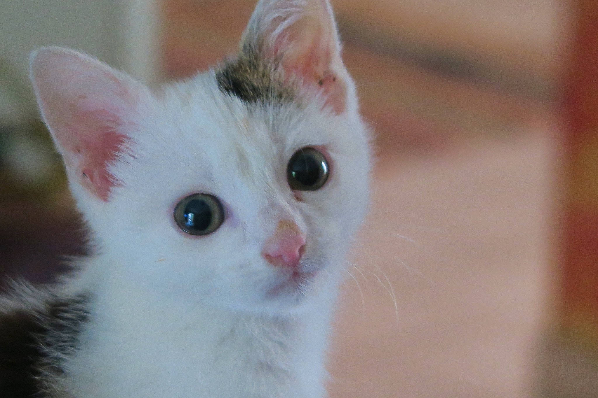 Mika participe au concours pour gagner de l'argent avec cette photo : carnivore, cat, domestic_short_haired_cat, fawn, felidae, fur, small_to_medium_sized_cats, snout, tail, terrestrial_animal, whiskers