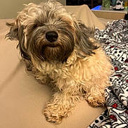 Freddy joined the competition — help win amazing prizes! dog, fluffy, curly_hair, pet, beige, blanket, indoors, cozy, relaxed, fur, paw, snout, home, soft, animal, companion, cute, mammal, laying, comfort