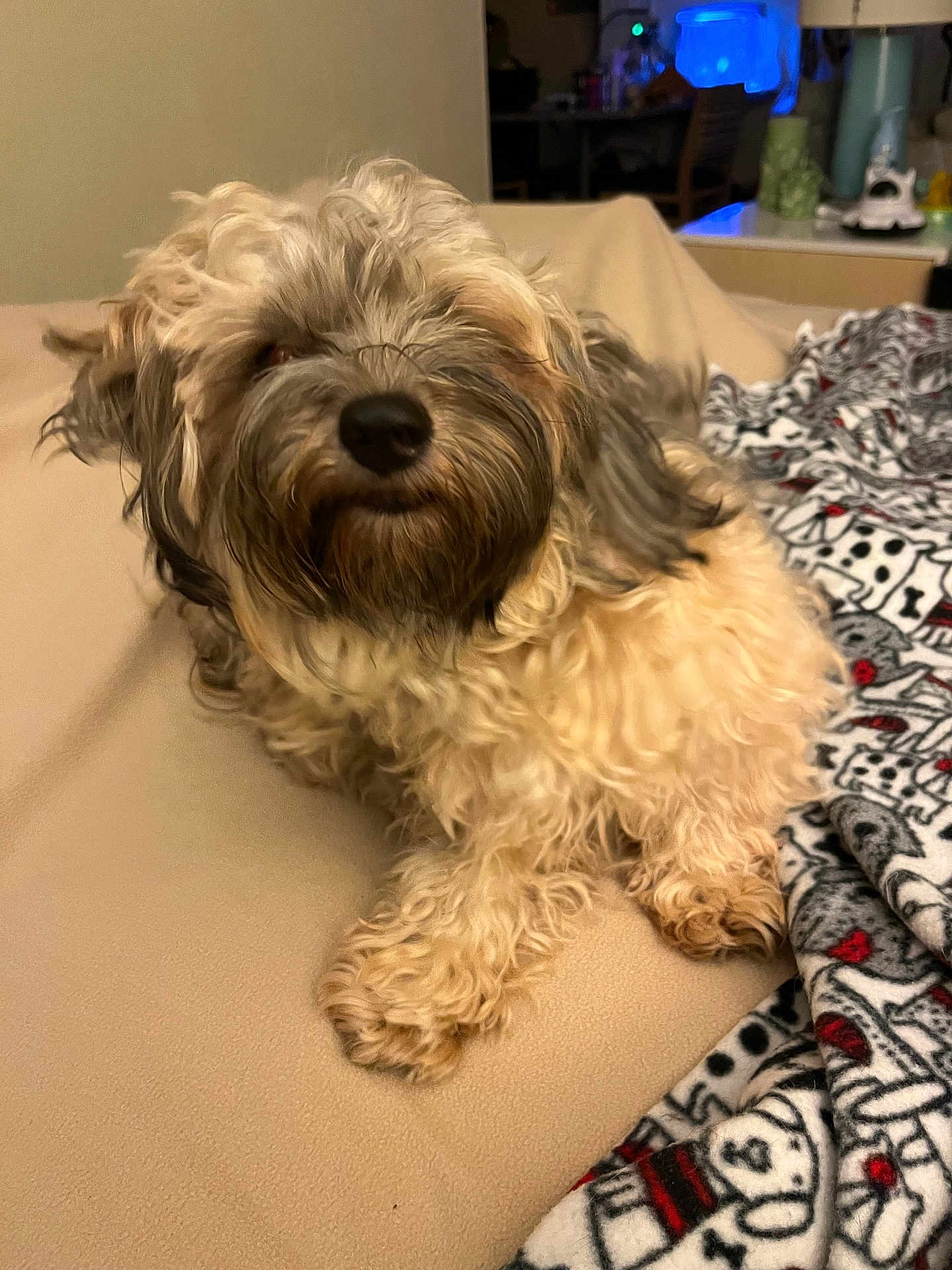 Freddy joined the competition — help win amazing prizes! dog, fluffy, curly_hair, pet, beige, blanket, indoors, cozy, relaxed, fur, paw, snout, home, soft, animal, companion, cute, mammal, laying, comfort