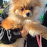 dog, pomeranian, puppy, fluffy, cute, pet, animal, outdoor, person, holding, black_sweatshirt, grass, tree, daylight, park, leash, small_dog, fur, nose, eyes
