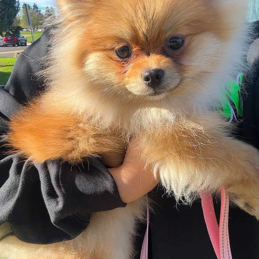 Mochi