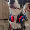 Butcher a rejoint le concours — aidez-le/la à gagner de superbes lots ! puppy, dog, headphones, indoor, floor, wooden_floor, pet, cute, sitting, curious, ears, whiskers, black_and_white, brown, red, blue, cord, household, person, bare_feet
