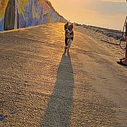 Butcher participe au concours pour gagner de l'argent avec cette photo : dog, running, sunset, shadow, mural, wall, path, outdoor, sun, sky, person, legs, sand, light, evening, art, colorful, happy, pet, nature