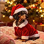 dog, dachshund, pet_bed, christmas_tree, holiday, santa_hat, santa_suit, festive, indoor, lights, decorations, cozy, fur, canine, animal, christmas_decor, soft_lighting, holiday_season, cute, warm