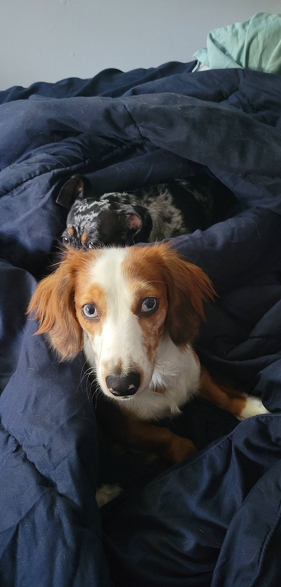 Sophie is registered to the contest to win money with this photo: canidae, carnivore, companion_dog, dog, dog_breed, fawn, fur, gun_dog, hunting_dog, liver, snout, spaniel, sporting_group, terrestrial_animal, whiskers, working_animal, working_dog