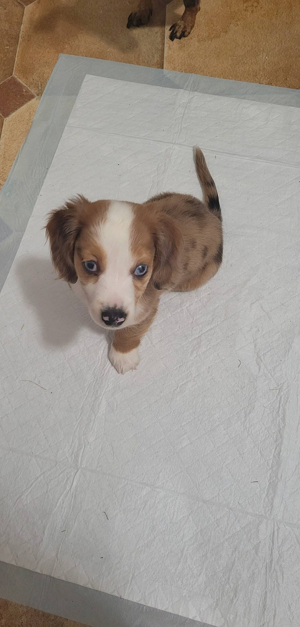 Sophie joined the competition — help win amazing prizes! canidae, carnivore, companion_dog, dog, dog_breed, flooring, fur, hardwood, liver, paw, pet_supply, snout, sporting_group, toy_dog, wood, working_animal