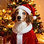 dog, christmas_tree, holiday, santa_hat, santa_claus_outfit, festive, decorations, lights, ornaments, gift_boxes, carpet, indoors, cute, pet, blue_eyes, fur, celebration, winter, costume, seasonal