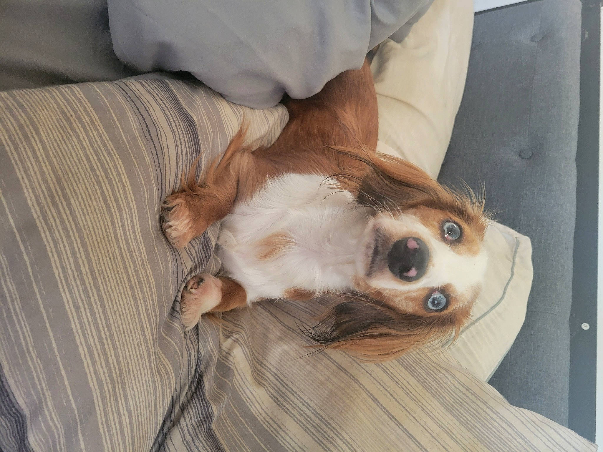 Sophie is registered to the contest to win money with this photo: canidae, carnivore, comfort, companion_dog, couch, dog, dog_breed, dog_supply, ear, fawn, fur, linens, liver, paw, snout, sporting_group, toy_dog, whiskers, wood, working_animal
