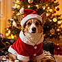 dog, corgi, christmas_tree, santa_hat, santa_costume, holiday, festive, decorations, lights, blanket, indoor, pet, cute, animal, cozy, warm_lighting, seasonal, celebration, portrait, christmas
