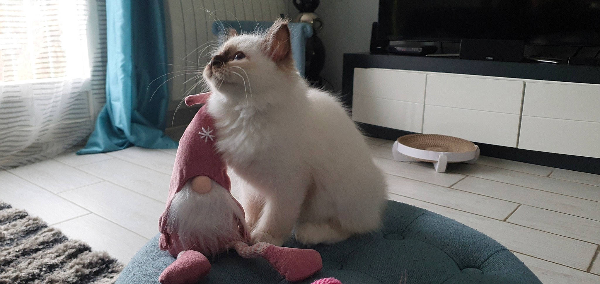 Rymelle participe au concours pour gagner de l'argent avec cette photo : cabinetry, carnivore, cat, comfort, curtain, display_device, felidae, foot, fur, home, paw, pet_supply, pink, small_to_medium_sized_cats, snout, television, toe, vertebrate, whiskers, window_treatment