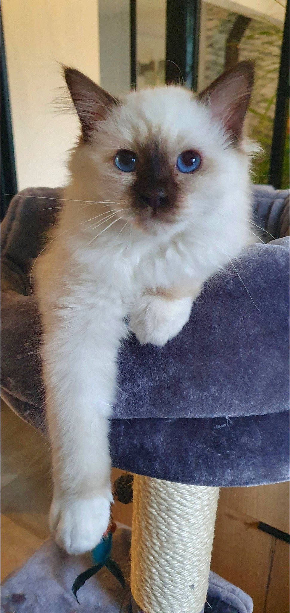 Rymelle participe au concours pour gagner de l'argent avec cette photo : brown, carnivore, cat, fawn, felidae, fur, iris, natural_material, ojos_azules, siamese, small_to_medium_sized_cats, snout, tail, thai, vertebrate, whiskers