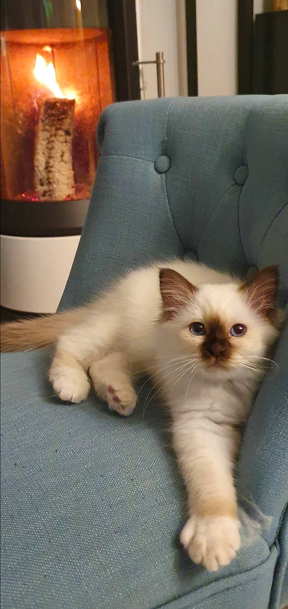 Rymelle a rejoint le concours — aidez-le/la à gagner de superbes lots ! armrest, carnivore, cat, club_chair, couch, cylinder, fawn, felidae, foot, fur, lamp, living_room, paw, slipcover, small_to_medium_sized_cats, snout, tail, vertebrate, whiskers