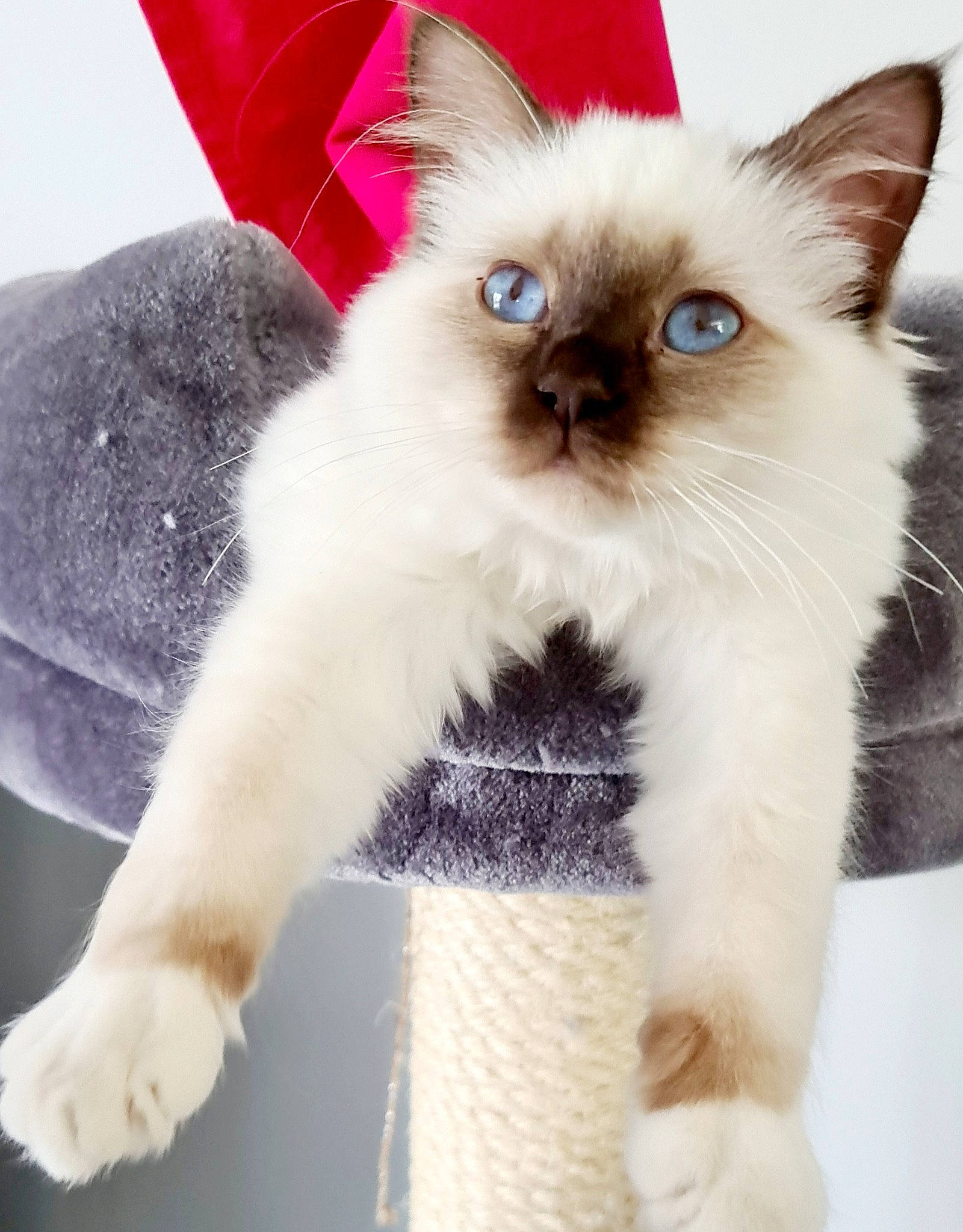 Rymelle a rejoint le concours — aidez-le/la à gagner de superbes lots ! balinese, birman, carnivore, cat, cat_supply, claw, eye, fashion_accessory, fawn, felidae, fur, head, iris, paw, siamese, small_to_medium_sized_cats, snout, tail, thai, whiskers