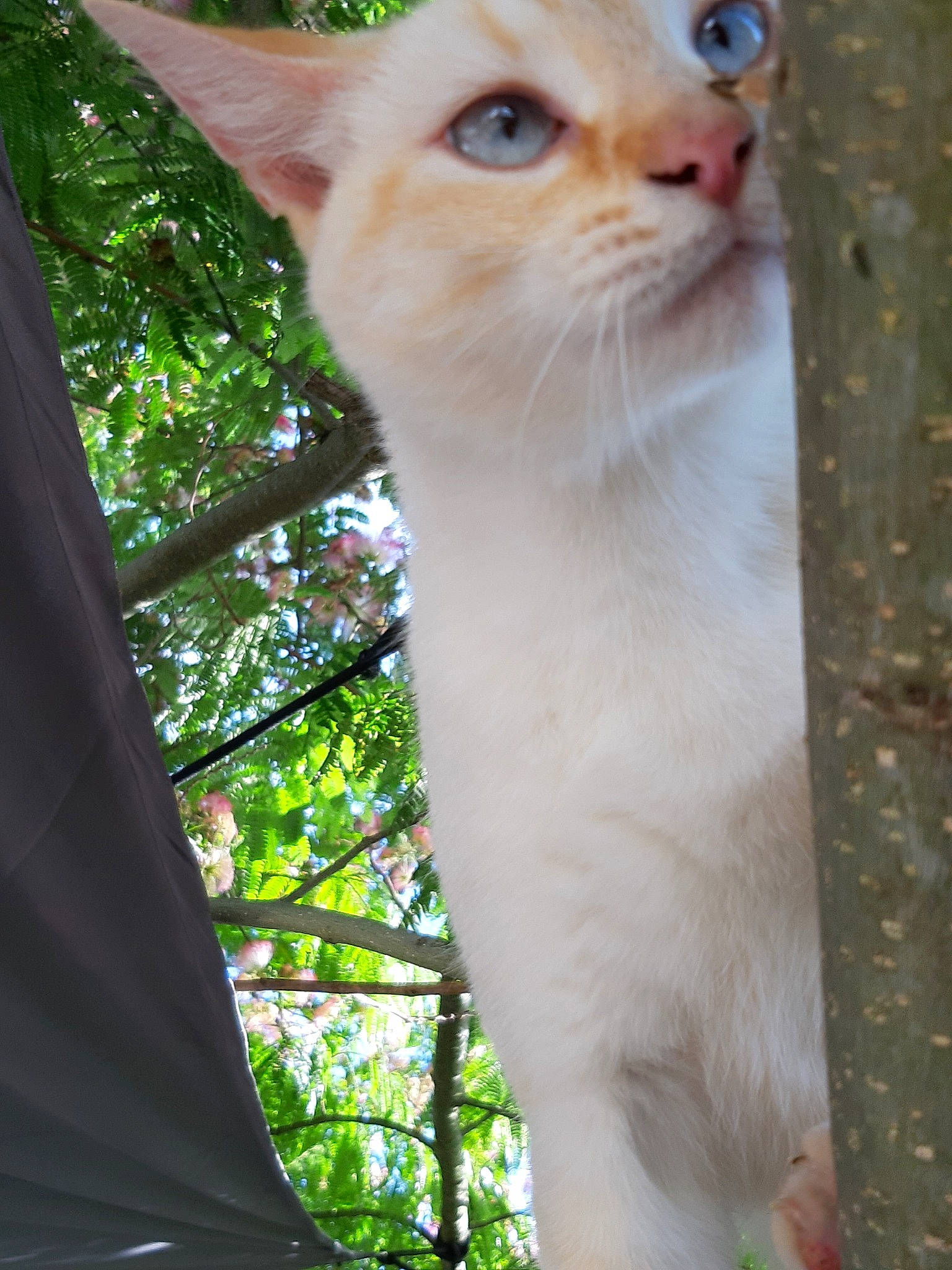 Mini Chat a rejoint le concours — aidez-le/la à gagner de superbes lots ! aegean_cat, asian, carnivore, cat, colorpoint_shorthair, cornish_rex, eye, fawn, felidae, fur, german_rex, javanese, kitten, mammal, singapura, small_to_medium_sized_cats, snout, tree, turkish_van, whiskers