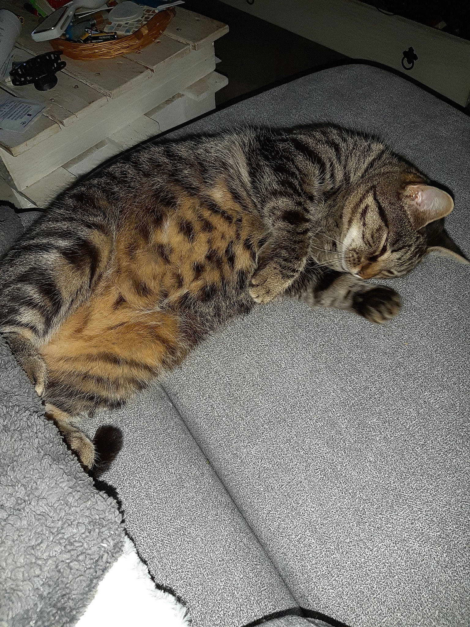 Badoo a rejoint le concours — aidez-le/la à gagner de superbes lots ! bengal, california_spangled, carnivore, cat, domestic_short_haired_cat, dragon_li, egyptian_mau, european_shorthair, felidae, kitten, mammal, ocicat, pixie_bob, savannah, small_to_medium_sized_cats, tabby_cat, toyger, vertebrate, whiskers, wild_cat