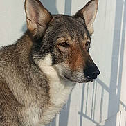 Buster a rejoint le concours — aidez-le/la à gagner de superbes lots ! carnivoran, czechoslovakian_wolfdog, dog, dog_breed, dog_breed_group, dog_like_mammal, east_siberian_laika, kunming_wolfdog, mammal, native_american_indian_dog, northern_inuit_dog, saarloos_wolfdog, seppala_siberian_sleddog, shikoku, snout, tamaskan_dog, utonagan, west_siberian_laika, wolf, wolfdog