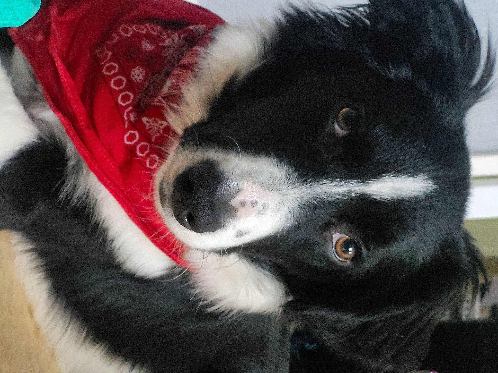 Taho participe au concours pour gagner de l'argent avec cette photo : bernese_mountain_dog, border_collie, canidae, carmine, carnivore, collar, companion_dog, dog, dog_breed, dog_collar, ear, fur, herding_dog, mammal, paw, snout, sporting_group, vertebrate, whiskers, working_dog