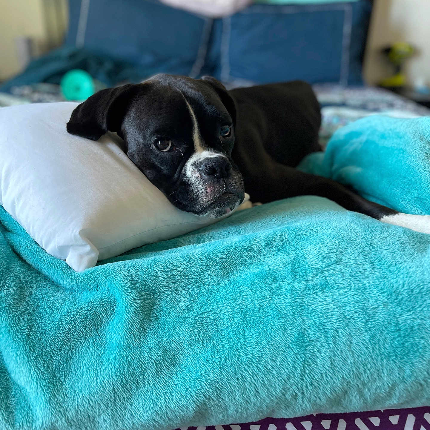 Lola joined the competition — help win amazing prizes! animal, bed, blanket, bostonbull, bulldog, canine, cushion, dog, dogbed, frenchbulldog, furniture, homedecor, pet, pillow, pitbull, puppy